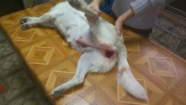 Preparando o cachorro para acasalar