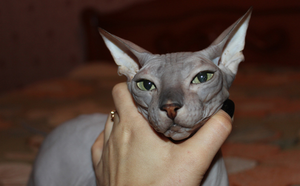 esfinge - preço