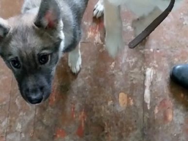 Filhote Husky
