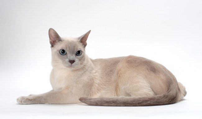 Gato Tonkin