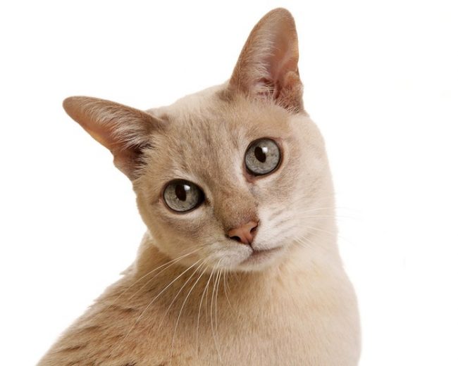 Gato Tonkin