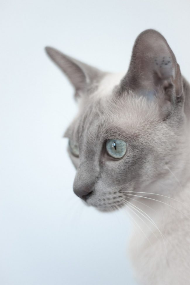 Gato Tonkin