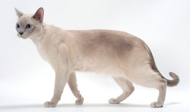 Gato Tonkin