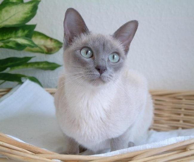 Gato Tonkin