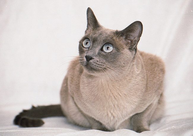 Gato Tonkin