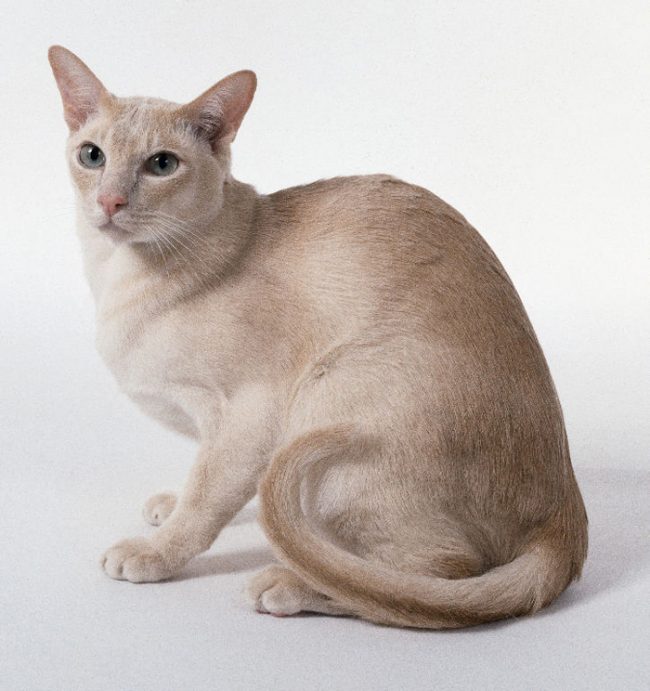 Gato Tonkin