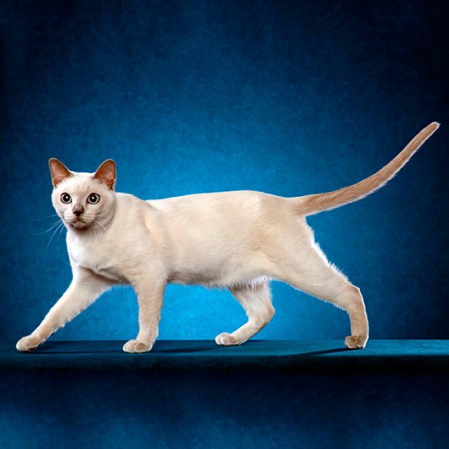 Gato Tonkin
