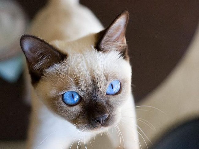 Gato Tonkin
