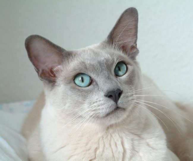 Gato Tonkin