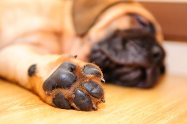 O cachorro tem pés frios, o que fazer. Leia o artigo