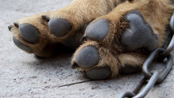 O cachorro tem pés frios, o que fazer