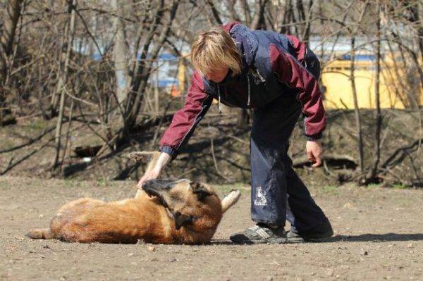 Ensine um cachorro a morrer de equipe, leia o artigo