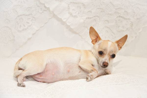 cachorro grávida