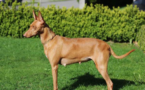 cachorro grávida na natureza