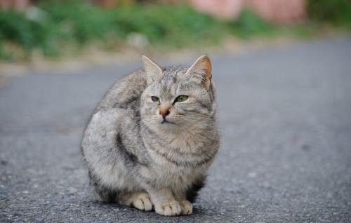 Deixar um gato sair para a rua é um risco possível e os perigos