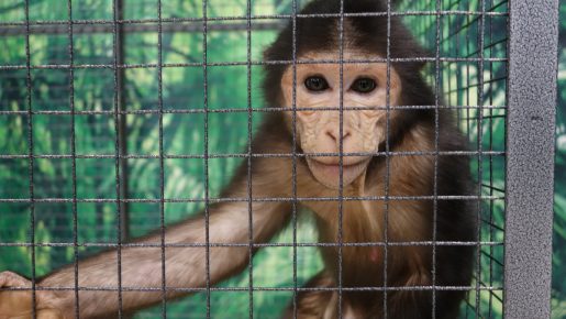 O macaco na gaiola