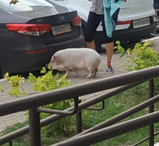 Menina com um porco