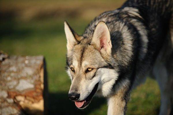 Sarlos Wolf Dog Leia o artigo