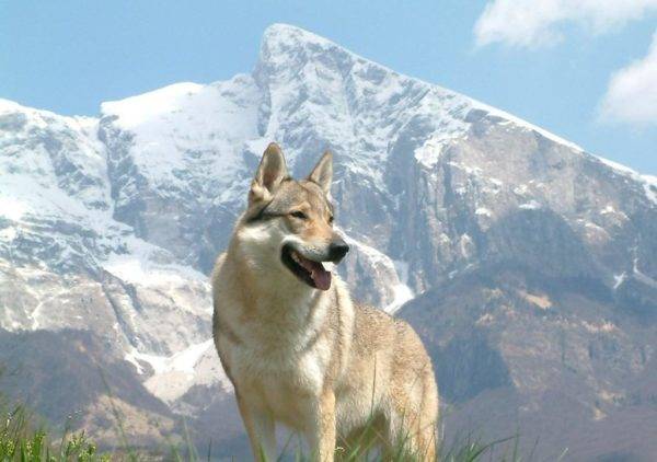 Cão de lobo de Sarlos nas montanhas