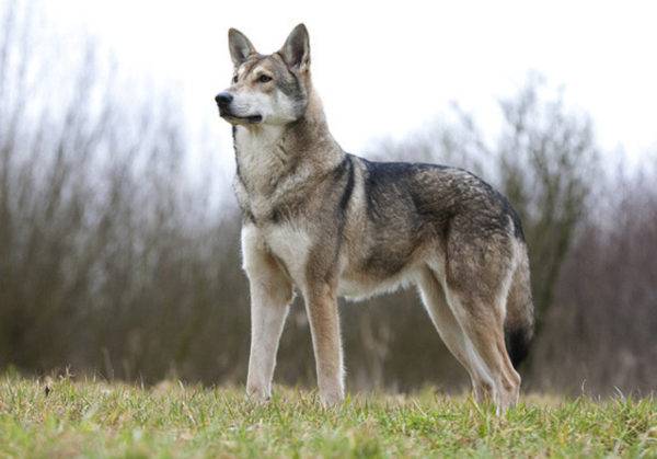 Descrição da raça Sarlos Wolf Dog