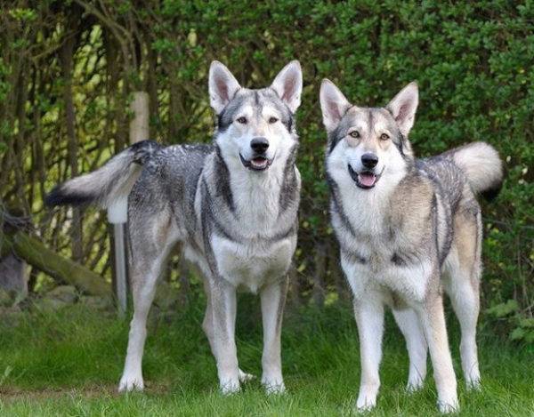 Sarlos Wolf Dog é uma raça bonita