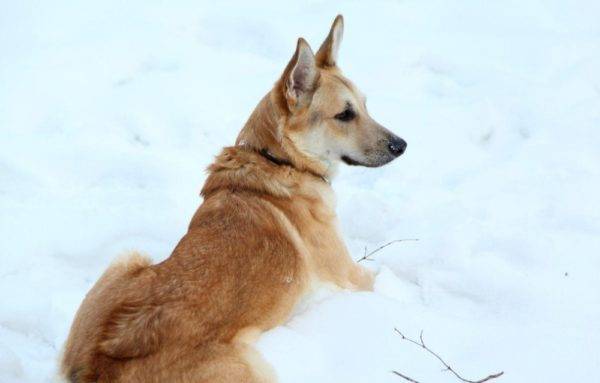 Cão do lobo de Sarlos na neve