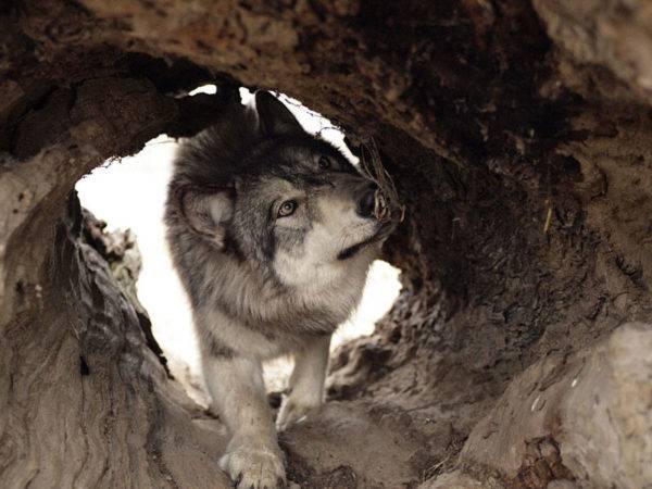 Wolf Dog Sarlos no buraco