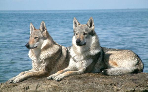 Cães-lobo de Sarlos