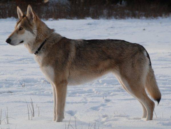 Sarlos Wolf Dog no inverno