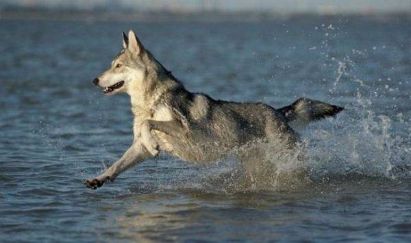 Cão lobo de Sarlos na água