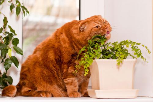 Plantas e flores venenosas para gatos