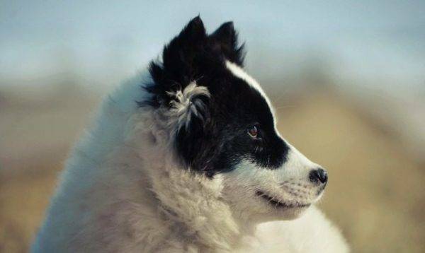 cara do husky yakut