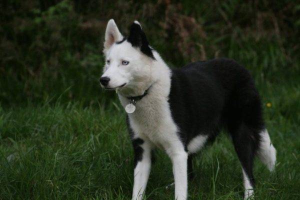 Yakut rouco na floresta