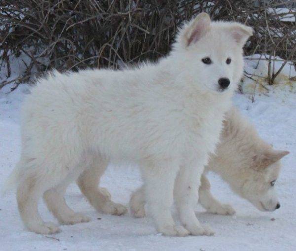 filhotes do husky yakut
