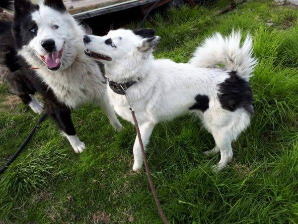 Huskies yakut na natureza