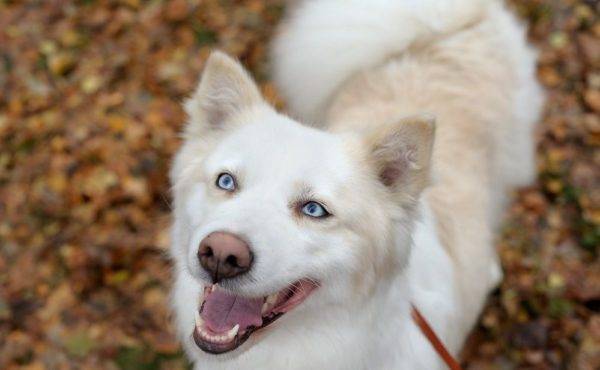 foto bonita de huskies Yakut