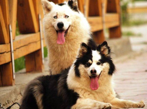 Gostos de Yakut são lindos