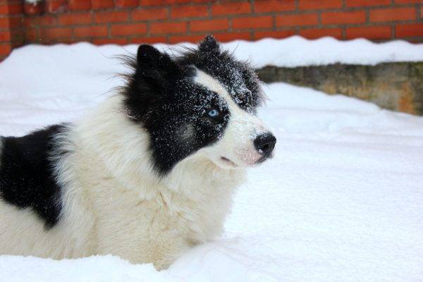 Yakut rouco na neve