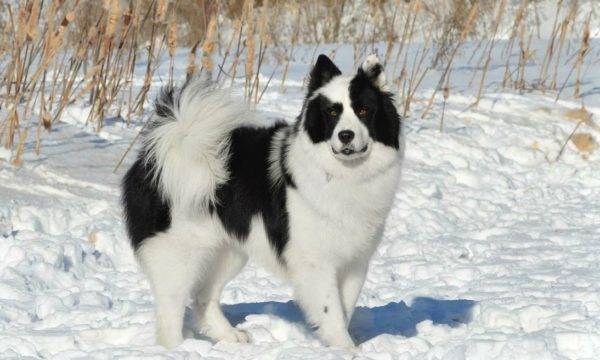 Yakut inverno rouca