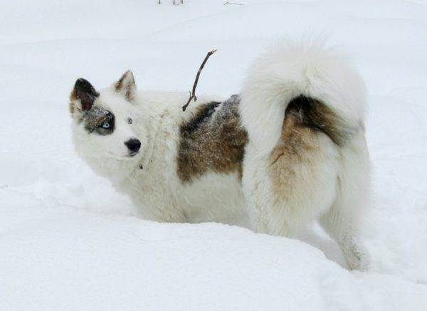 Husky yakut preto e branco com marcas vermelhas
