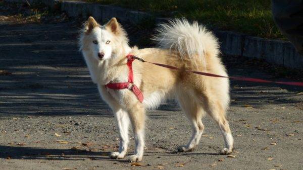 Yakut husky branco-vermelho
