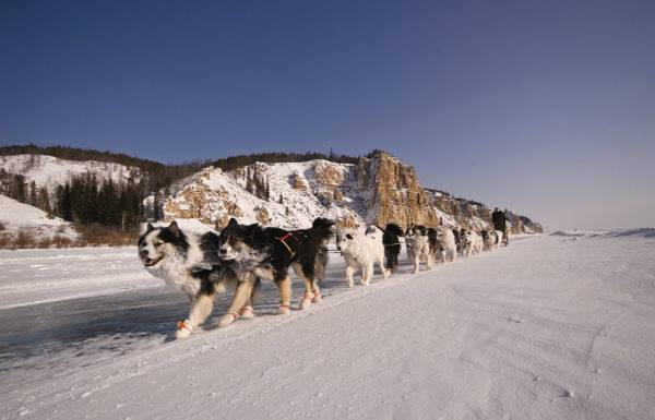 muitos huskies yakut