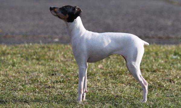 Terrier Japonês