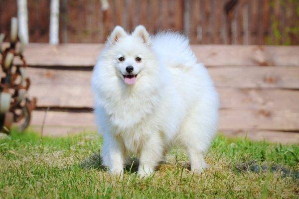 Spitz japonês