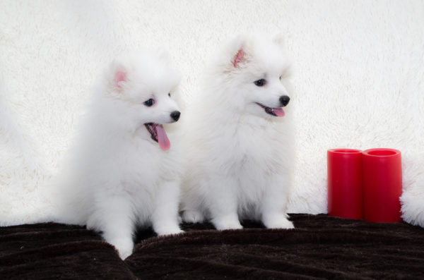 Spitz japonês em um fundo branco
