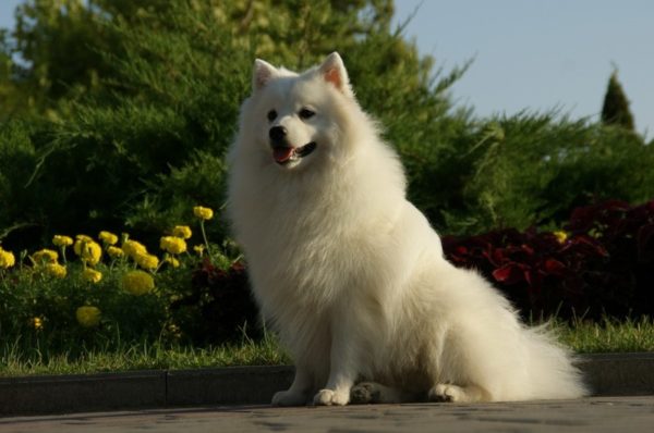 Spitz japonês senta
