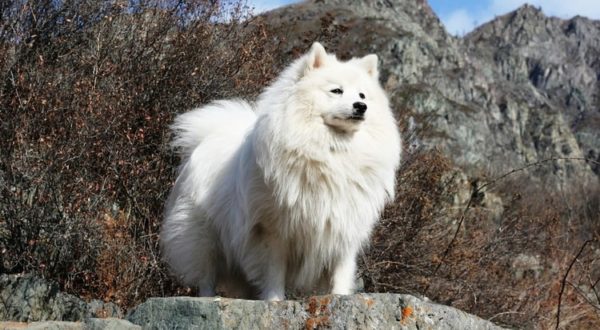 Spitz japonês fica