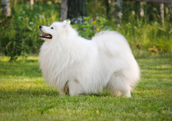 Spitz Japonês Bonito