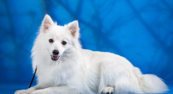 Spitz japonês bonito em um fundo azul