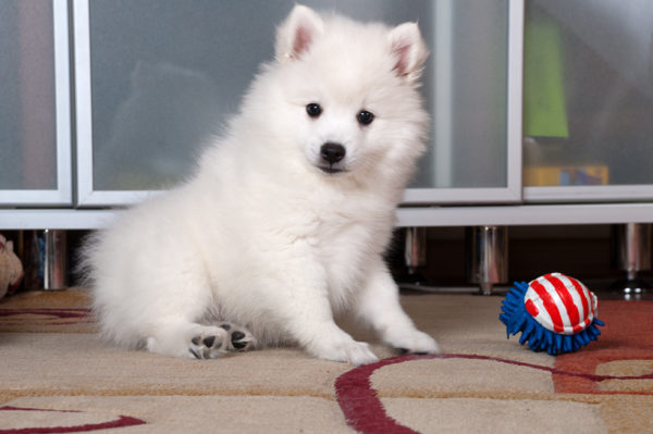 Spitz japonês com um brinquedo